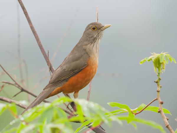 Roodbuiklijster (Turdus rufiventris)